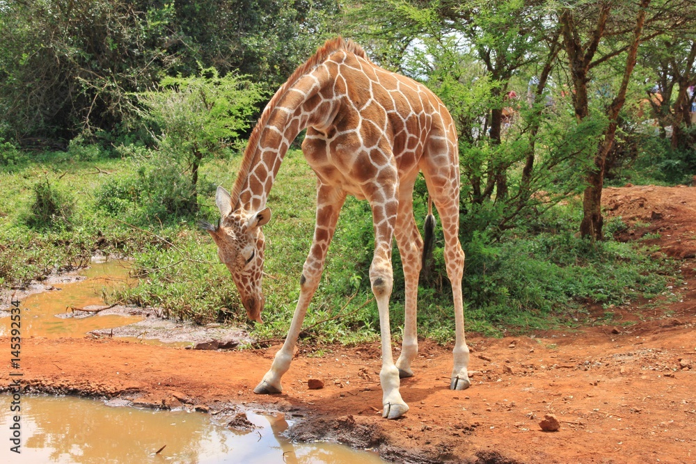Baby Giraffe Drinking Water