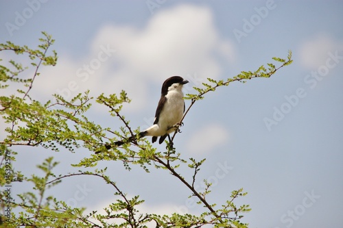 Long-tailed fiscal bird is sitting on the bush branch in Nairobi national park, Nairobi, Kenya, East Africa. 