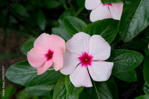 Pink and white periwinkle