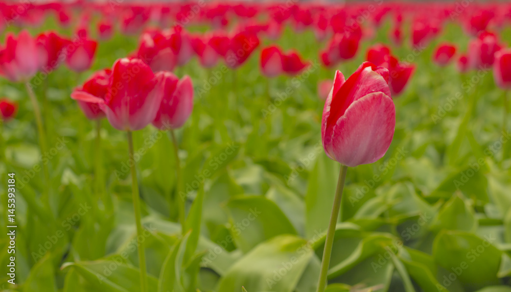Beautiful flower field in spring time in The Netherlands. Beautiful flower field in spring time in The Netherlands.