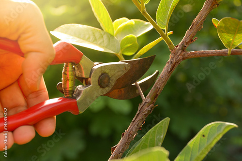 gardener pruning trees with pruning shears on nature background.