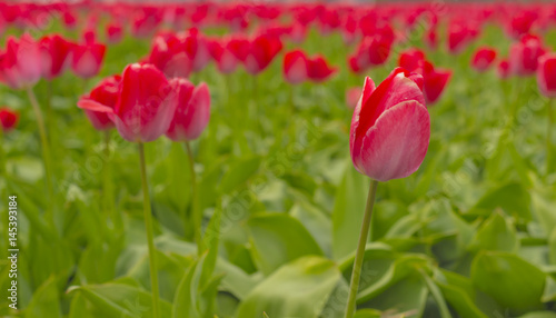 Beautiful flower field in spring time in The Netherlands.
