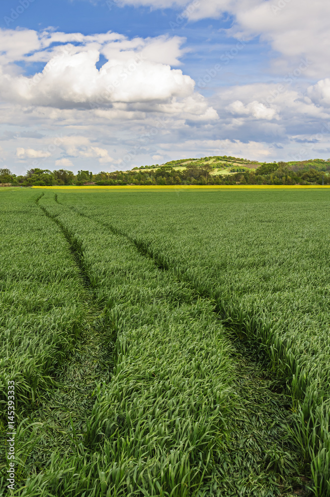 Spuren im Weizenfeld mit Goldberg im Frühling