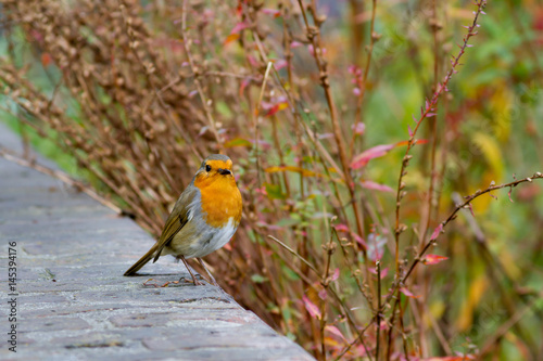 European Robin in the Sunken Garden, Kensington Palace, London, UK. photo