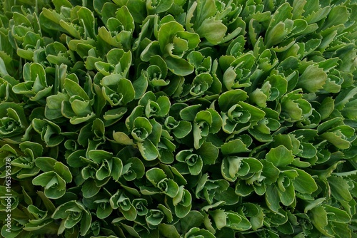 Зелёная текстура из маленьких растений в саду
