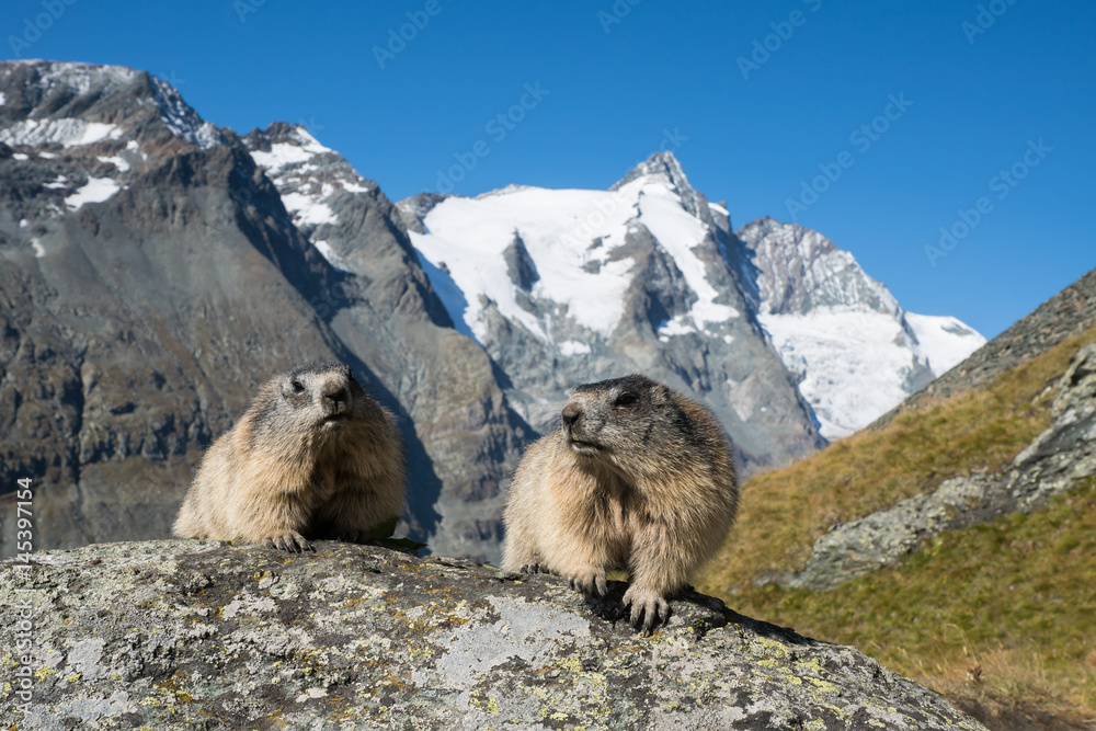 Zwei Murmeltiere vor dem Großglockner