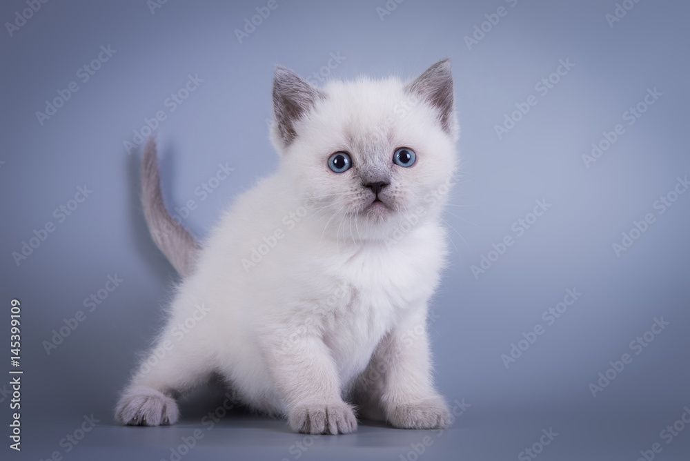 Scottish Fold small cute kitten blue colorpoint white, silver tabby