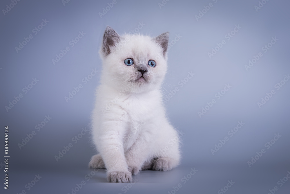 Scottish Fold small cute kitten blue colorpoint white, silver tabby