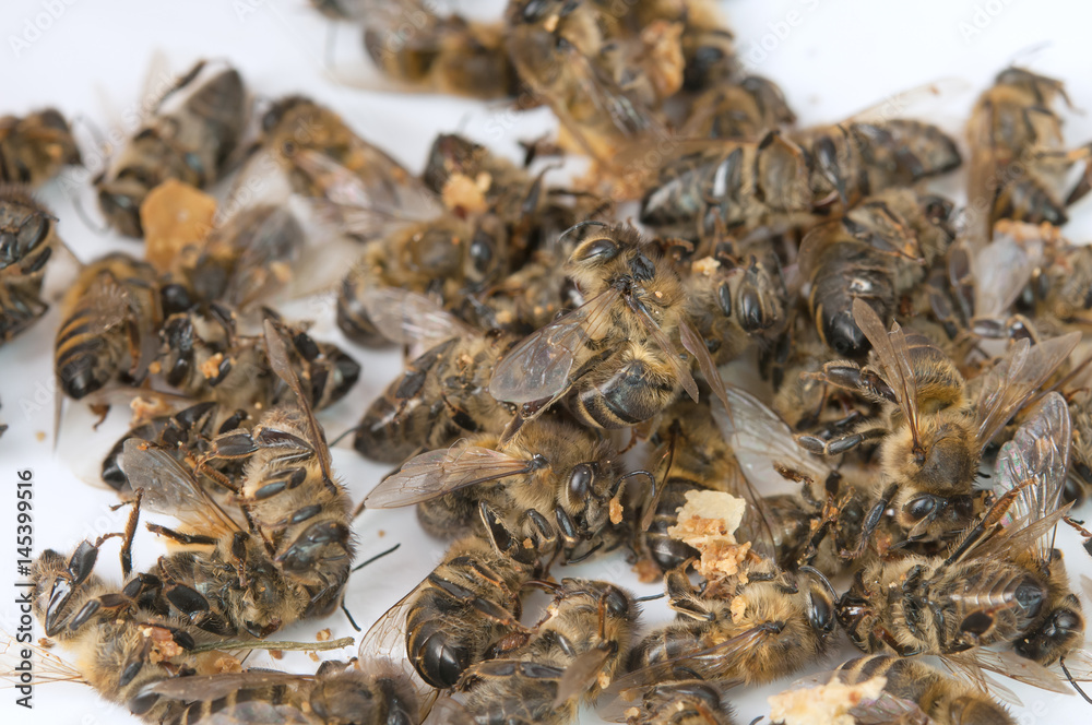 dead bee dead bee