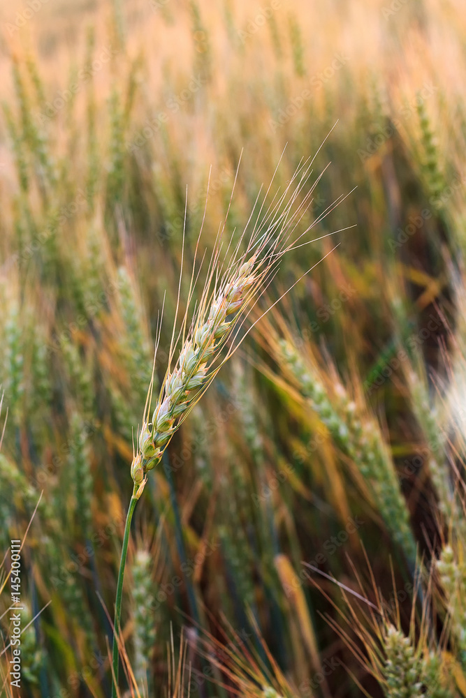Wheat ear against the background of a wheat field