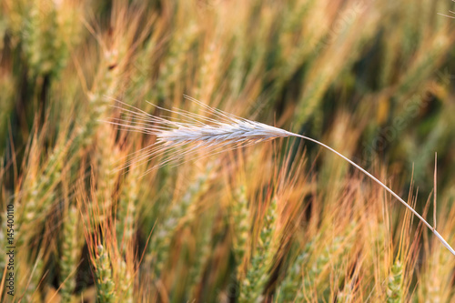 Dry wheat ear on the background of a wheat field