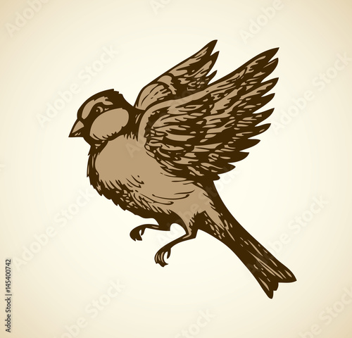 Vector drawing. Tits, sparrows and bullfinches on branches