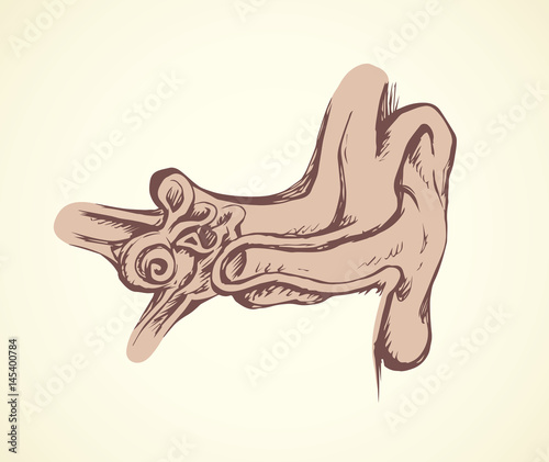 Ear in cross section. Vector drawing