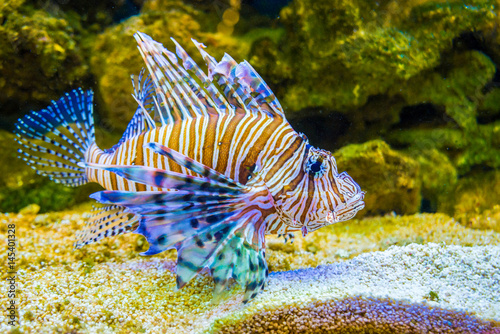 Red lionfish Pterois volitans . Wild life animal.