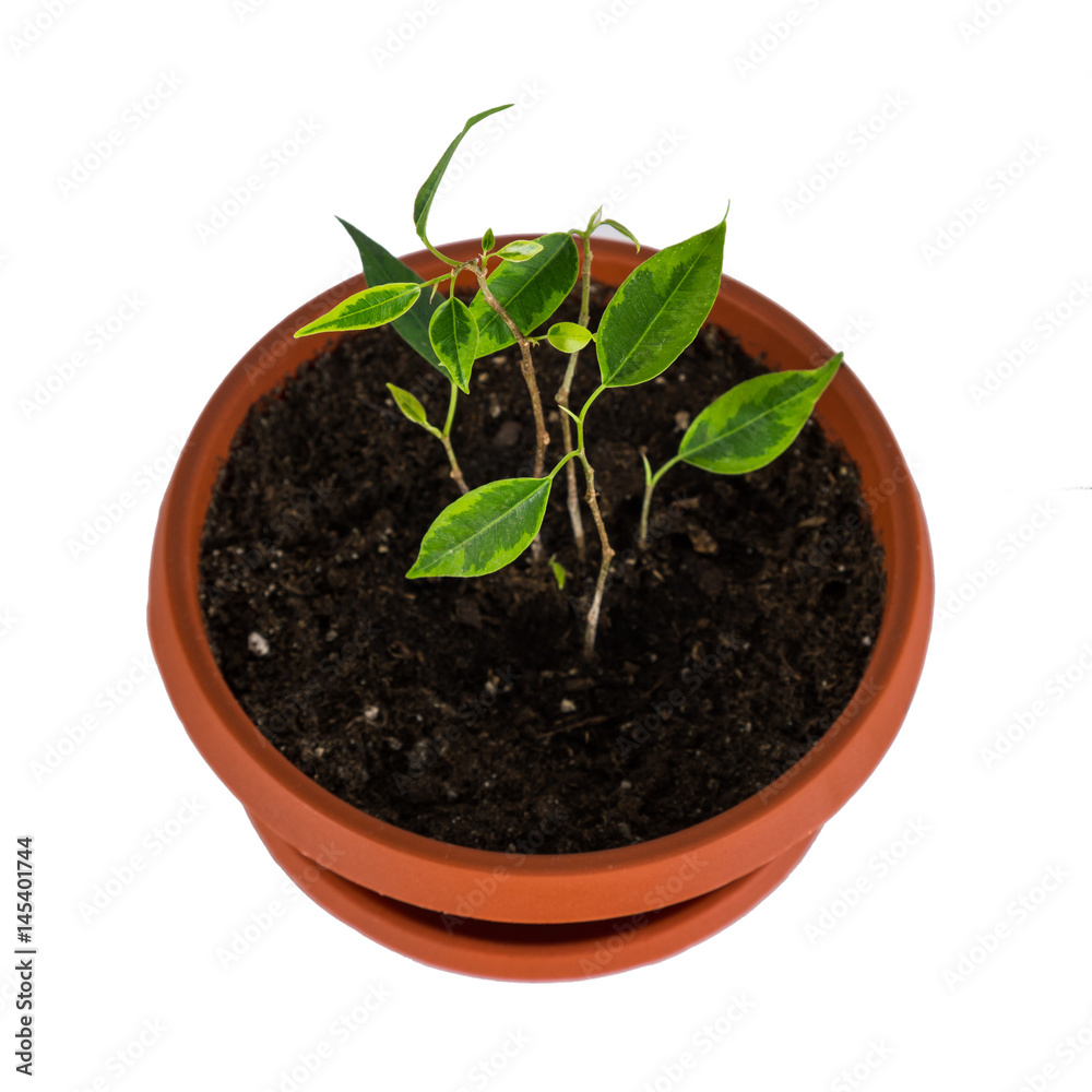 Ficus benjamin grows in the clay pot