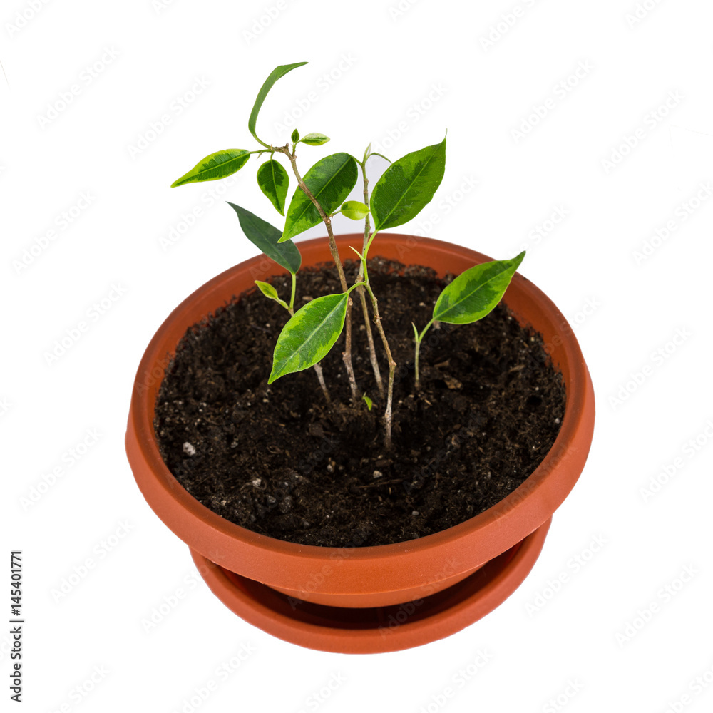 Ficus benjamin grows in the clay pot Ficus benjamin grows in the clay pot
