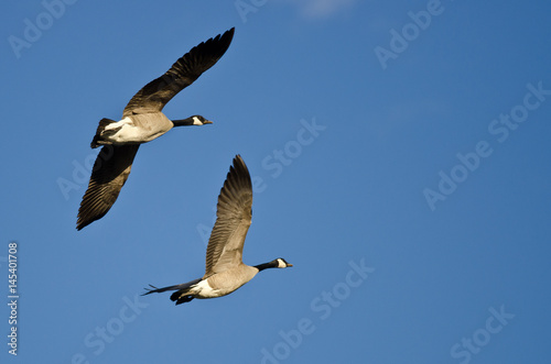 Two Canada Geese Flying in a Blue Sky
