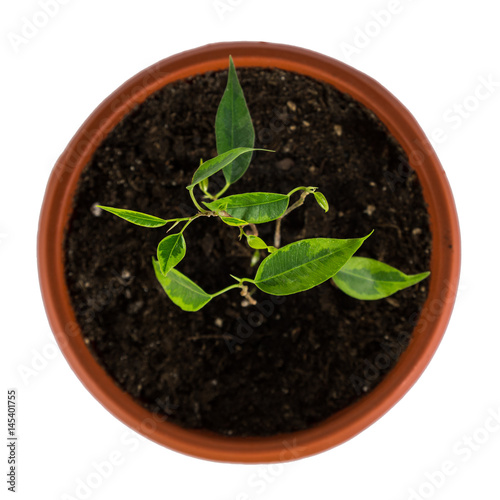 Ficus benjamin grows in the clay pot