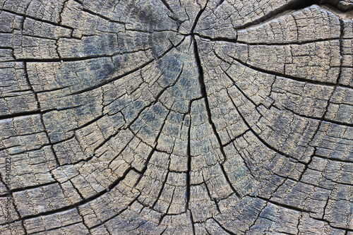 Closeup of warm flat wood texture. Annual rings of tree stump.