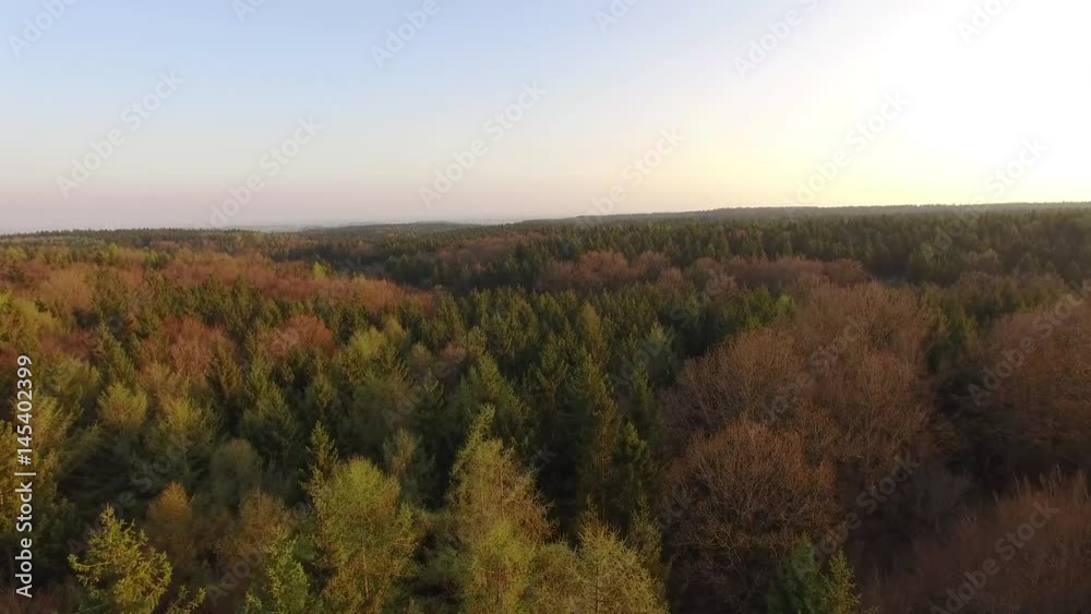 Bavarian forest tree top Bavarian forest tree top