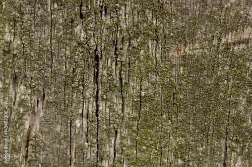 Old wood texture coverd with green moss. photo
