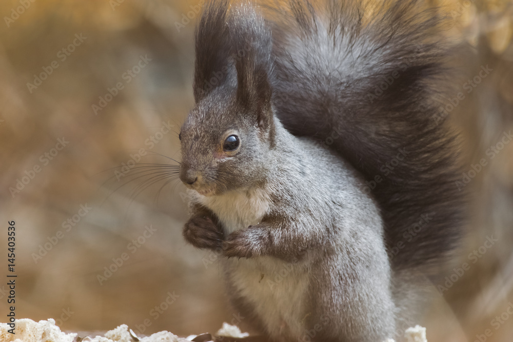 Gray squirrel eats leftovers of winter nut stock Gray squirrel eats leftovers of winter nut stock