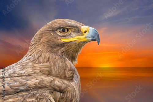 Adler  Portrait vor Sonnenuntergang