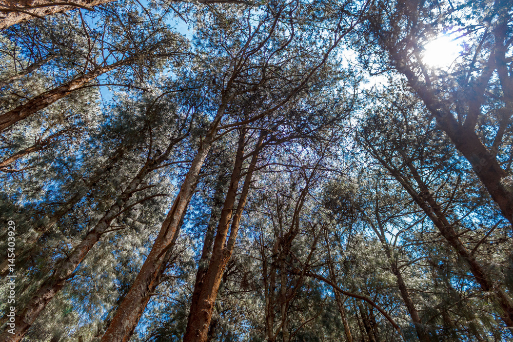 Heads up view of pine trees with bright sunlight, Ooty, India, 19 Aug 2016 Heads up view of pine trees with bright sunlight, Ooty, India, 19 Aug 2016