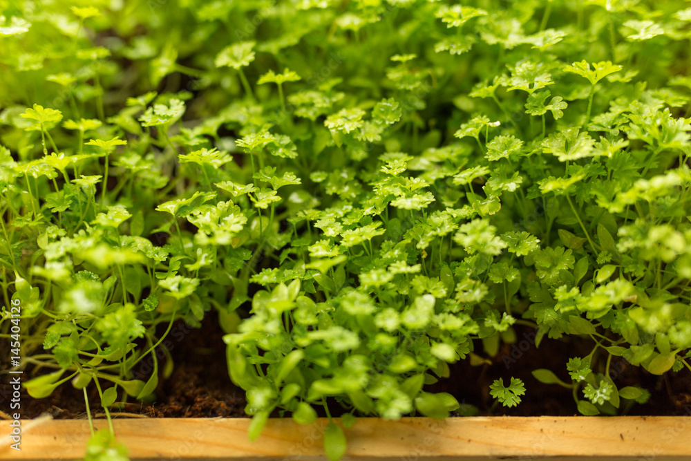parsley parsley
