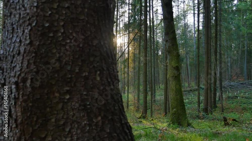 Trees in the forest with sunlight