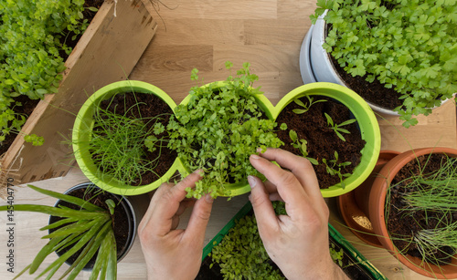 parsley