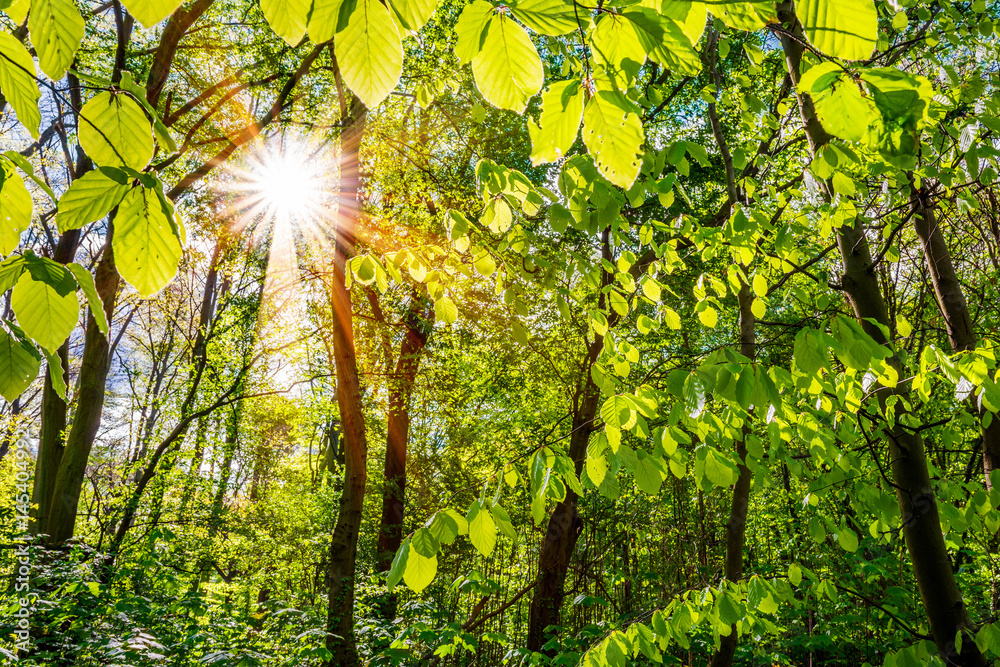 Obraz premium Green forest with sun