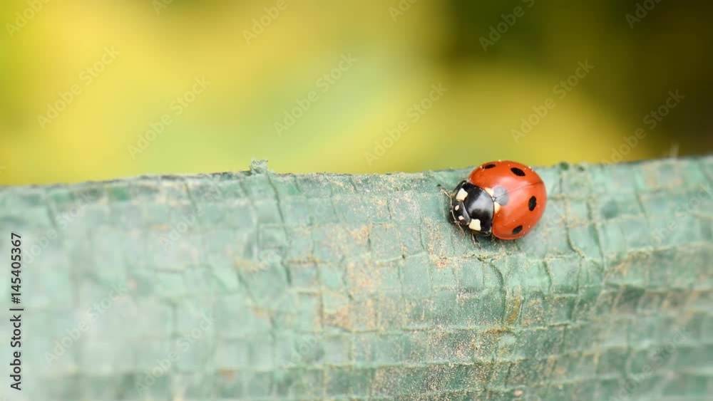ladybug