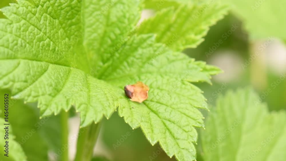 House Fly Macro