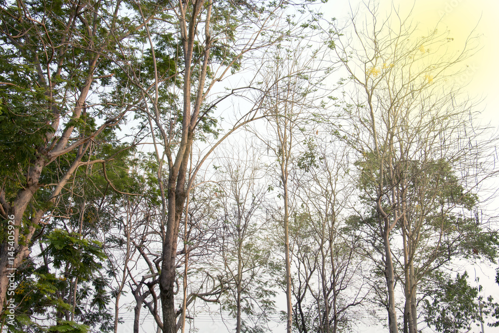 Fototapeta premium colorful of group of green leaf ,treetop part of tree with sunlight effect