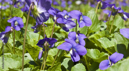 Wild Violets