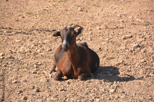 cabra en un corral photo