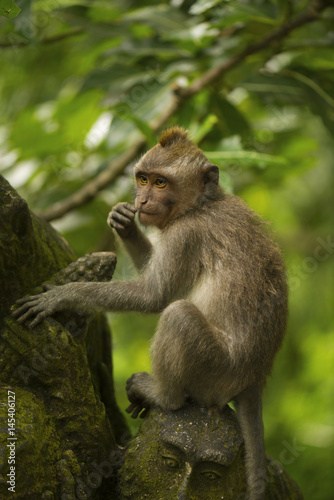 Cute young monkey in a tropical forest. Bali, Indonesia © vandycandy