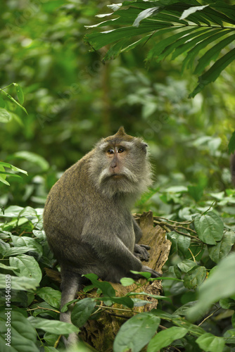 Adult monkey sits on the tree in the forest. Monkey forest, Ubud, Bali, Indonesia