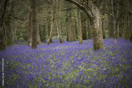 bluebells in the springtime woodland, Lanhydrock, Cornwall, UK