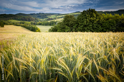 Field of cereal, Myjava region, Slovakia photo