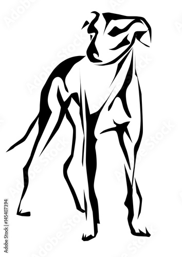 greyhound
