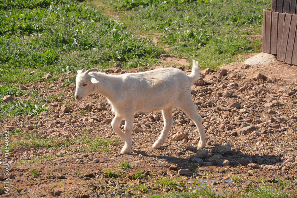 Fototapeta premium cabritillo blanco