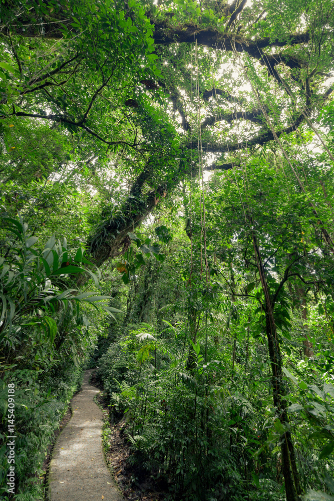 Fototapeta premium Stone path in rainforest Monteverde Costa Rica