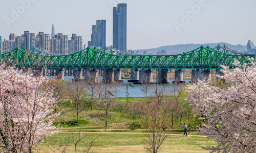 Photography Blossoms in springtime in a park in Seoul, South Korea