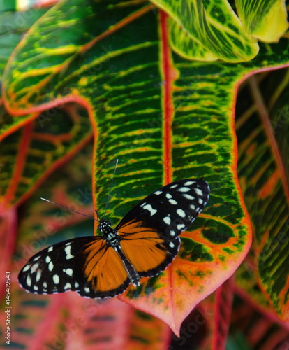 Spotted Tiger Glassywing on a large leaf photo