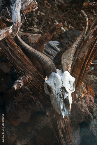 Skull goat © yerko777