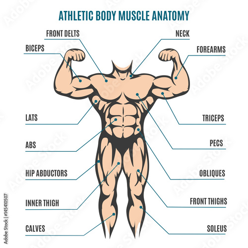 Athletic body man figure muscular anatomy. Vector illustration of human body muscles system