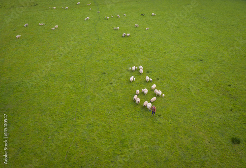 Herd Of Sheep in green field Aerial