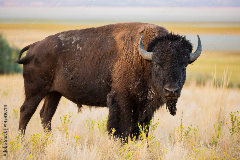 American Bison Buffalo